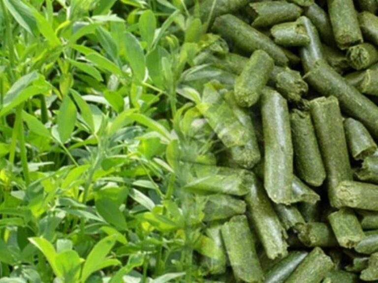 Hay Pellet Machine for Sale: Efficient Solutions for Grass Pellet Production